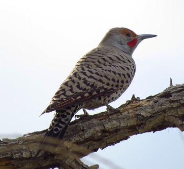 Northern Flicker red-shafted Sweetwater 1_31_2014